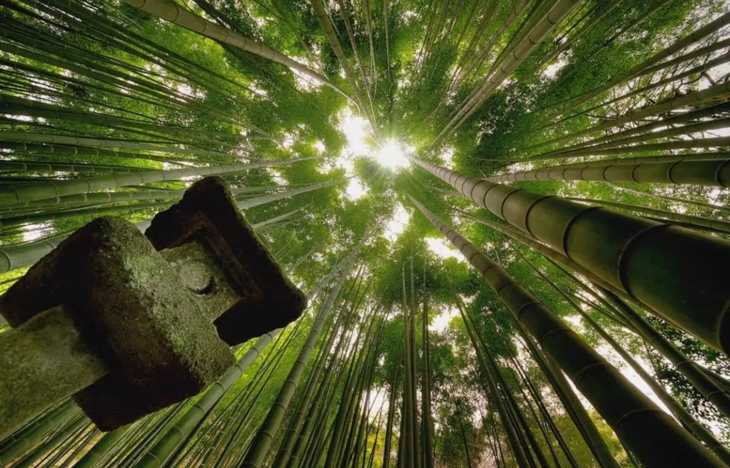 Hokokuji Bamboo